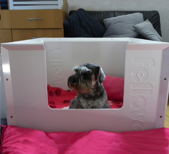 Peppersdegabritho Zwergschnauzer Peppersdegabritho Zwergschnauzer