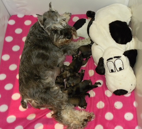 Q-Wurf Peppersdegabritho Zwergschnauzer Peppersdegabritho Zwergschnauzer