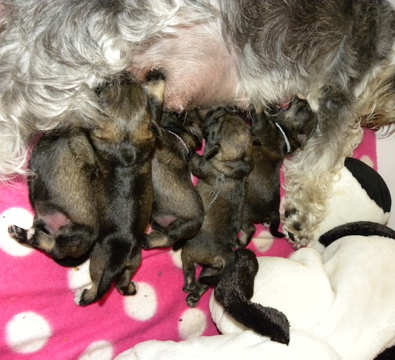 Q-Wurf Peppersdegabritho Zwergschnauzer Peppersdegabritho Zwergschnauzer