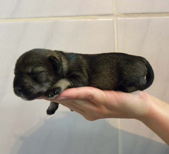 Q-Wurf Peppersdegabritho Zwergschnauzer Peppersdegabritho Zwergschnauzer