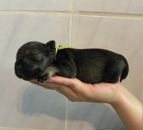 Q-Wurf Peppersdegabritho Zwergschnauzer Peppersdegabritho Zwergschnauzer