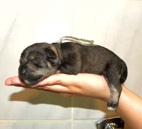 Q-Wurf Peppersdegabritho Zwergschnauzer Peppersdegabritho Zwergschnauzer