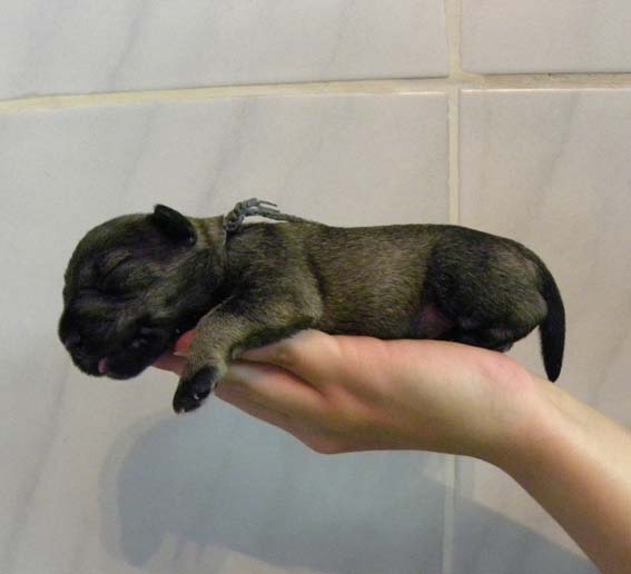 Q-Wurf Peppersdegabritho Zwergschnauzer Peppersdegabritho Zwergschnauzer