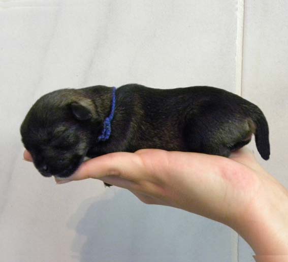 Q-Wurf Peppersdegabritho Zwergschnauzer Peppersdegabritho Zwergschnauzer