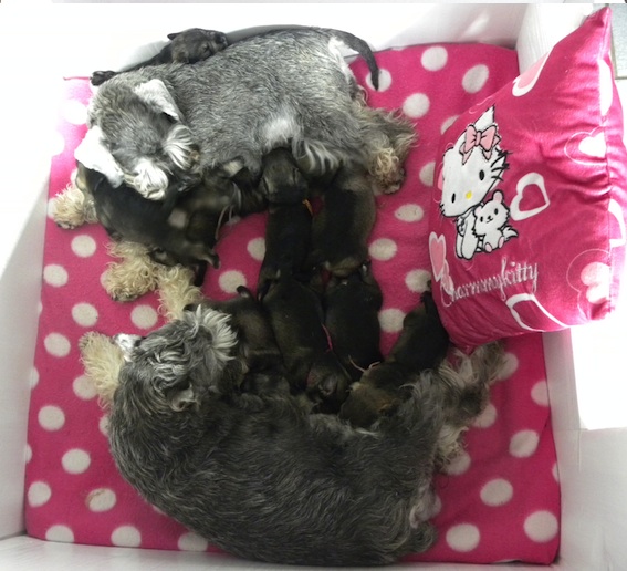 Q-Wurf Peppersdegabritho Zwergschnauzer Peppersdegabritho Zwergschnauzer