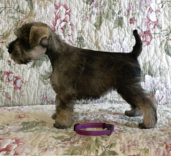 Quest For Fame Peppersdegabritho Peppersdegabritho Zwergschnauzer