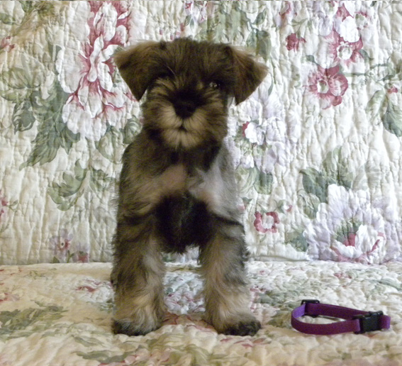 Quest For Fame Peppersdegabritho Peppersdegabritho Zwergschnauzer