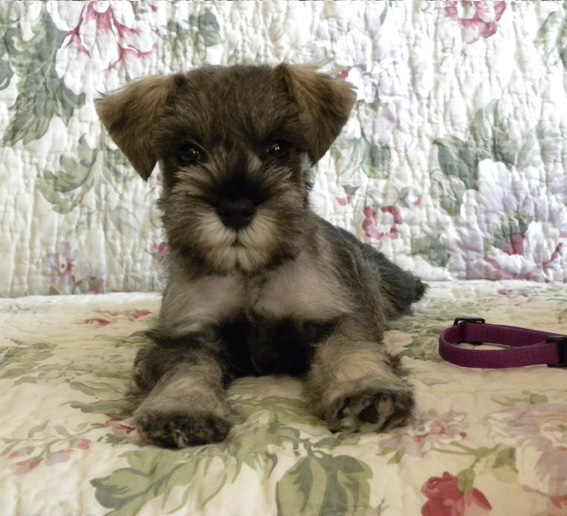 Quest For Fame Peppersdegabritho Peppersdegabritho Zwergschnauzer