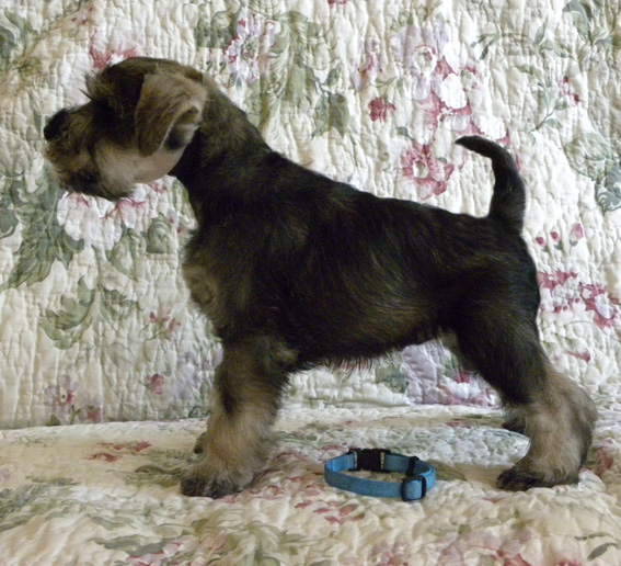 Quantum Energy Peppersdegabritho Peppersdegabritho Zwergschnauzer