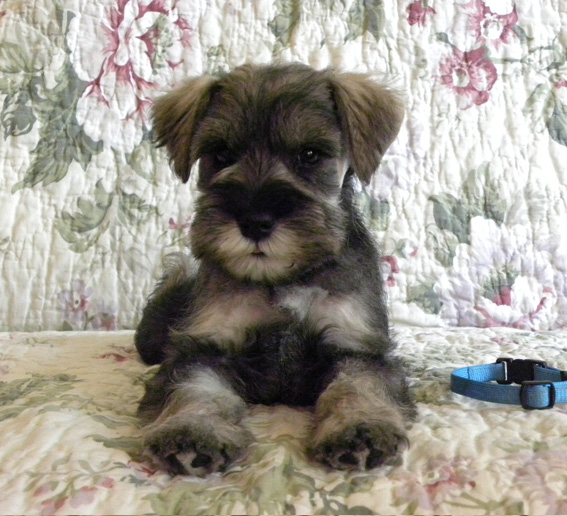 Quantum Energy Peppersdegabritho Peppersdegabritho Zwergschnauzer