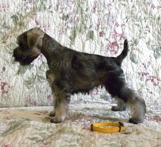 Quest For Glory Peppersdegabritho Peppersdegabritho Zwergschnauzer