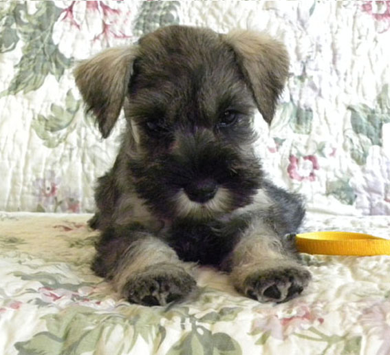 Quest For Glory Peppersdegabritho Peppersdegabritho Zwergschnauzer