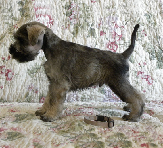 Quantum Speed Peppersdegabritho Peppersdegabritho Zwergschnauzer