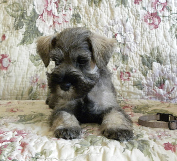 Quantum Speed Peppersdegabritho Peppersdegabritho Zwergschnauzer