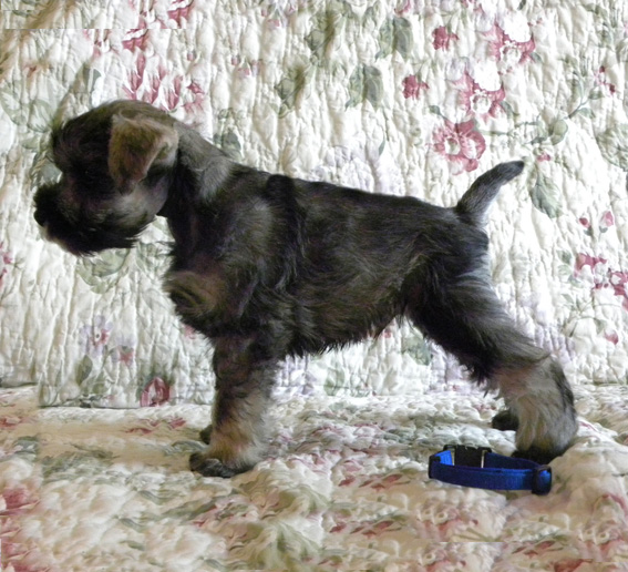 Quantum Theory Peppersdegabritho Peppersdegabritho Zwergschnauzer