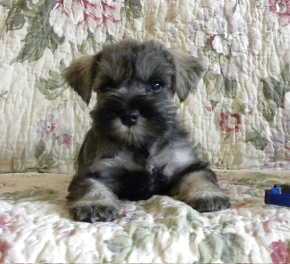 Quantum Theory Peppersdegabritho Peppersdegabritho Zwergschnauzer