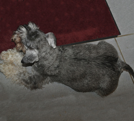 Peppersdegabritho Zwergschnauzer Peppersdegabritho Zwergschnauzer