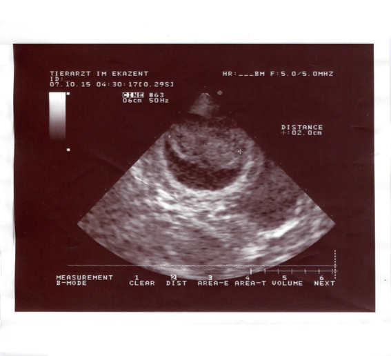 U-Wurf Peppersdegabritho Zwergschnauzer Peppersdegabritho Zwergschnauzer