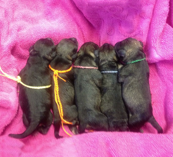 T-Wurf Peppersdegabritho Zwergschnauzer Peppersdegabritho Zwergschnauzer