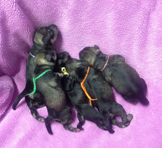 T-Wurf Peppersdegabritho Zwergschnauzer Peppersdegabritho Zwergschnauzer