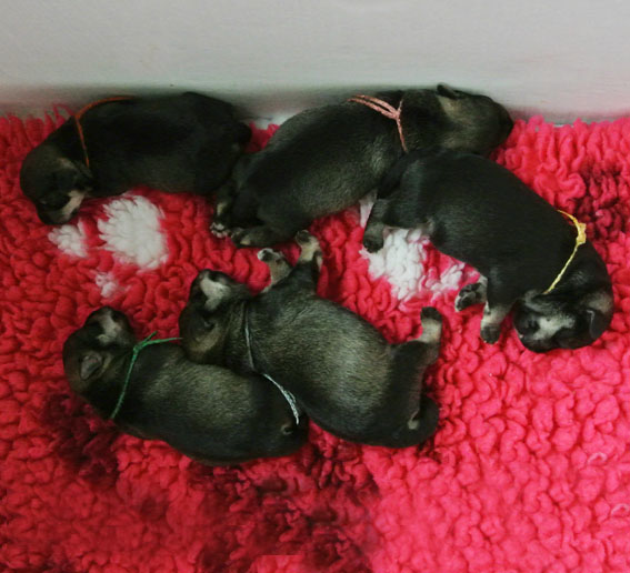 T-Wurf Peppersdegabritho Zwergschnauzer Peppersdegabritho Zwergschnauzer