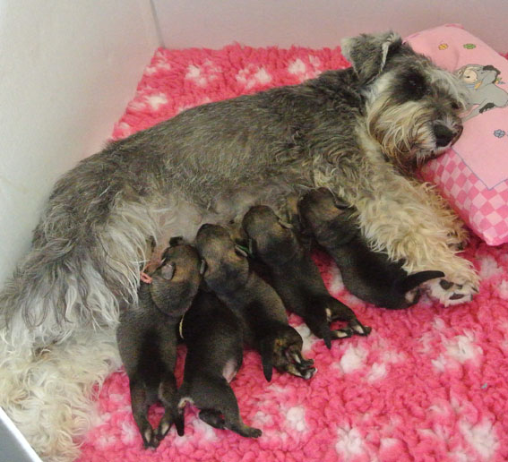 B-Wurf Peppersdegabritho - Zwergschnauzer Peppersdegabritho Zwergschnauzer