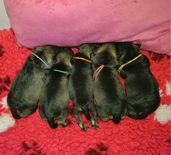 T-Wurf Peppersdegabritho Zwergschnauzer Peppersdegabritho Zwergschnauzer