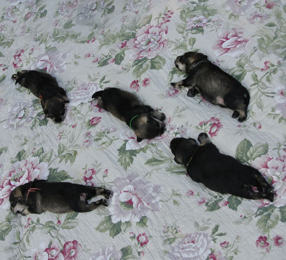 T-Wurf Peppersdegabritho Zwergschnauzer Peppersdegabritho Zwergschnauzer