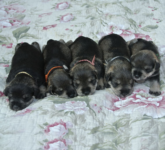 T-Wurf Peppersdegabritho Zwergschnauzer Peppersdegabritho Zwergschnauzer