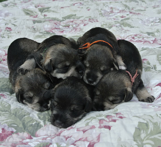 Peppersdegabritho Zwergschnauzer