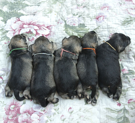 T-Wurf Peppersdegabritho Zwergschnauzer Peppersdegabritho Zwergschnauzer