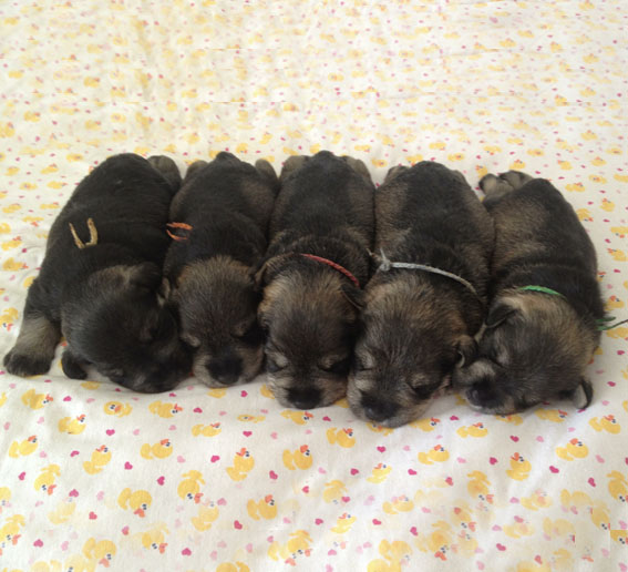 T-Wurf Peppersdegabritho Zwergschnauzer Peppersdegabritho Zwergschnauzer