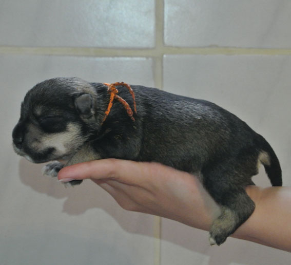 T-Wurf Peppersdegabritho Zwergschnauzer Peppersdegabritho Zwergschnauzer