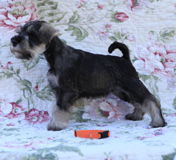 Thunderbolt Peppersdegabritho Peppersdegabritho Zwergschnauzer