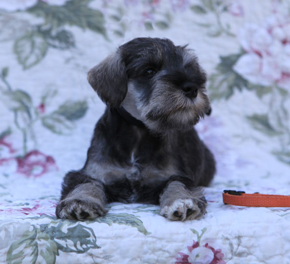 Thunderbolt Peppersdegabritho Peppersdegabritho Zwergschnauzer