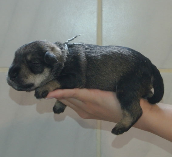 T-Wurf Peppersdegabritho Zwergschnauzer Peppersdegabritho Zwergschnauzer