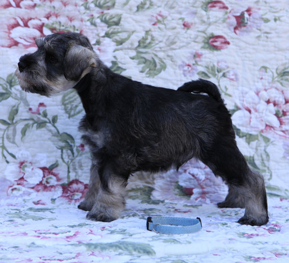 Thunder N'Lightning Peppersdegabritho Peppersdegabritho Zwergschnauzer