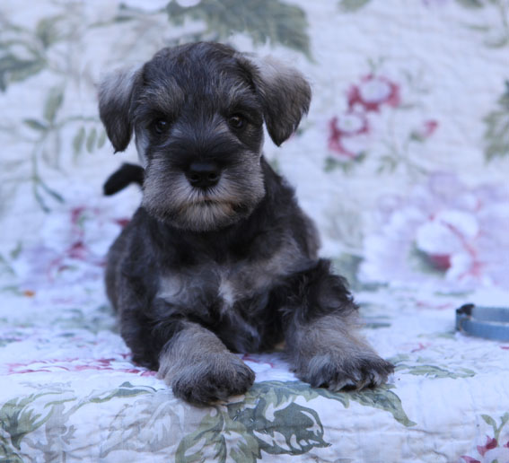 Thunder N'Lightning Peppersdegabritho Peppersdegabritho Zwergschnauzer