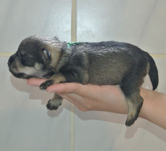 T-Wurf Peppersdegabritho Zwergschnauzer Peppersdegabritho Zwergschnauzer