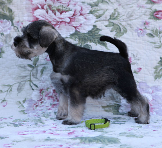 Thunderstruck Peppersdegabritho Peppersdegabritho Zwergschnauzer