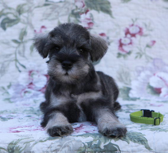 Thunderstruck Peppersdegabritho Peppersdegabritho Zwergschnauzer