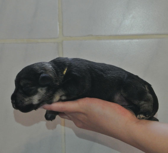 T-Wurf Peppersdegabritho Zwergschnauzer Peppersdegabritho Zwergschnauzer