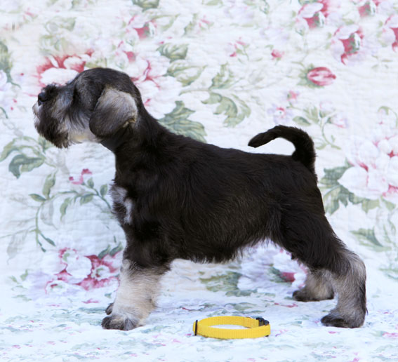 Thunder in Paradise Peppersdegabritho Peppersdegabritho Zwergschnauzer