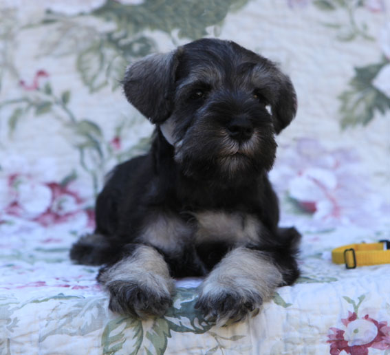 Thunder in Paradise Peppersdegabritho Peppersdegabritho Zwergschnauzer