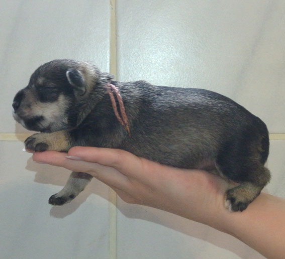 T-Wurf Peppersdegabritho Zwergschnauzer Peppersdegabritho Zwergschnauzer