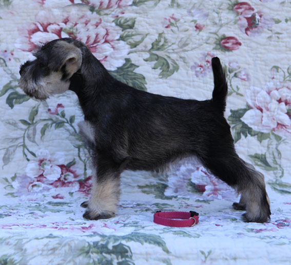 Tropical Thunder Peppersdegabritho Peppersdegabritho Zwergschnauzer