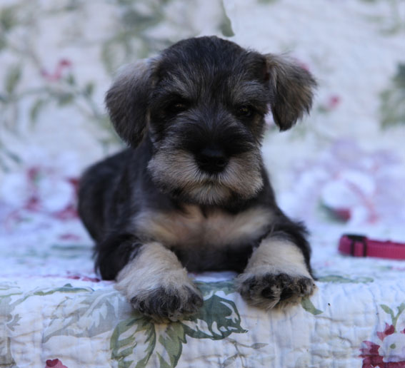 Tropical Thunder Peppersdegabritho Peppersdegabritho Zwergschnauzer