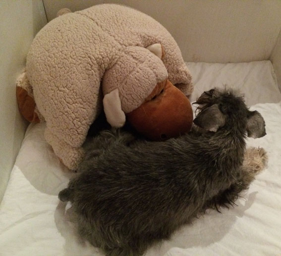 U-Wurf Peppersdegabritho Zwergschnauzer Peppersdegabritho Zwergschnauzer