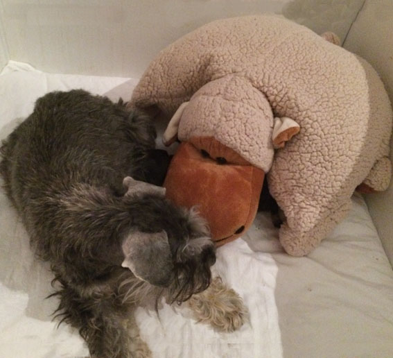 U-Wurf Peppersdegabritho Zwergschnauzer Peppersdegabritho Zwergschnauzer