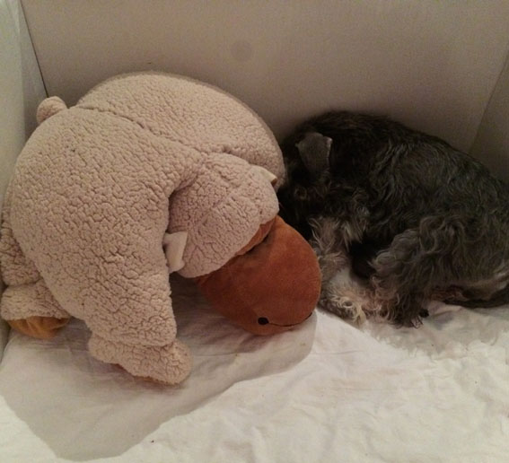 U-Wurf Peppersdegabritho Zwergschnauzer Peppersdegabritho Zwergschnauzer